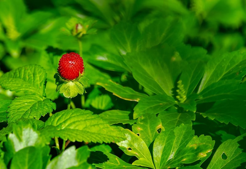 Fresh Fruits and Berries